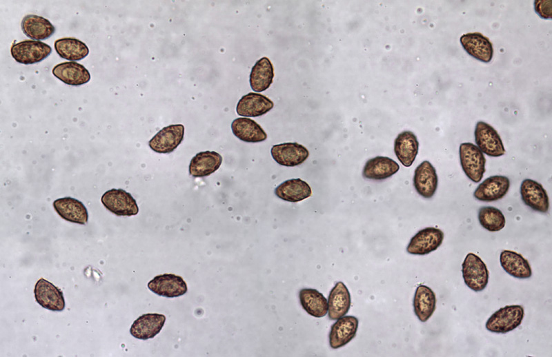 Cortinarius ochraceopallescens